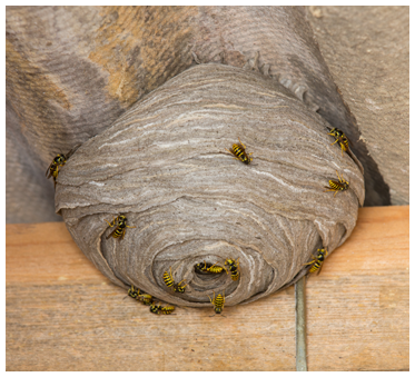 Wasp Nest in West New York, NJ